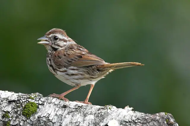 A Song Sparrow perched on a tree.