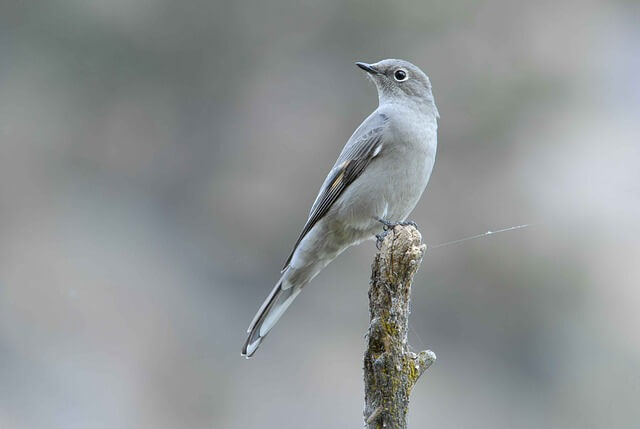 Townsends Solitaire