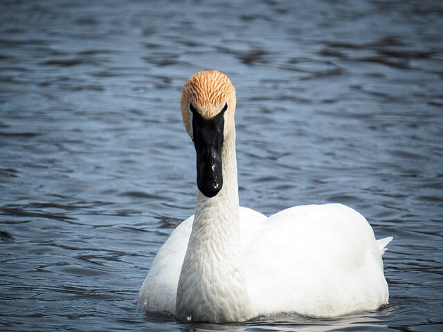 Trumpeter Swan