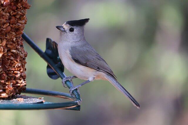A Tufted Titmouse perched at a bird feeder.