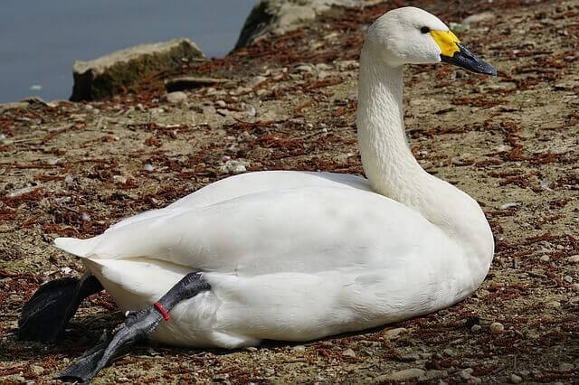 Tundra Swan