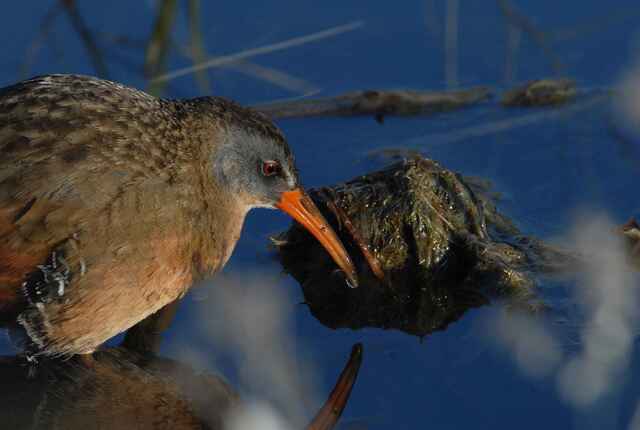 Virginia Rail