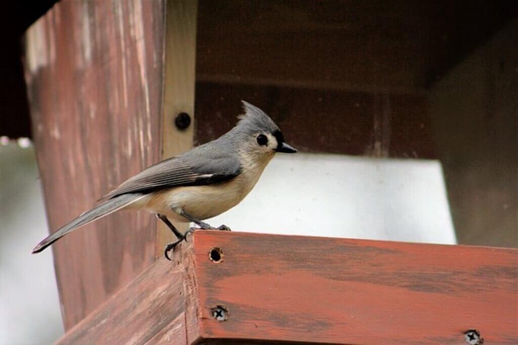 Tufted Titmouse