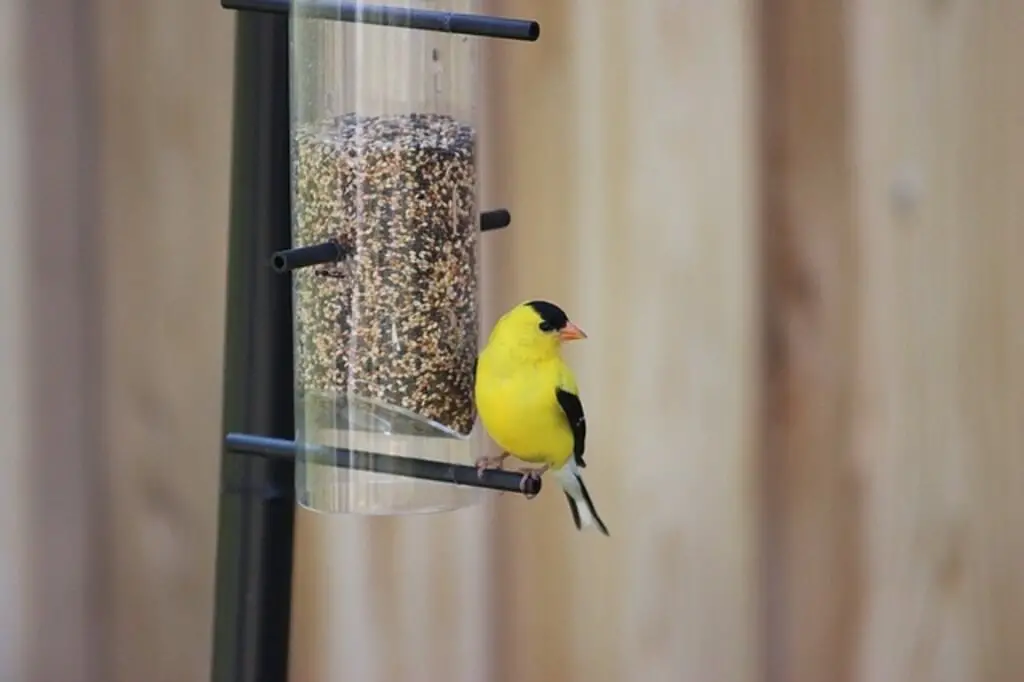 American Goldfinch feeding.