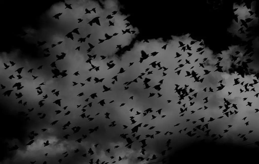 Flock of birds flying at night