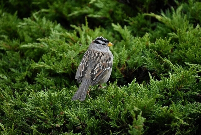 A White-crowned Sparrow perched in a tree.