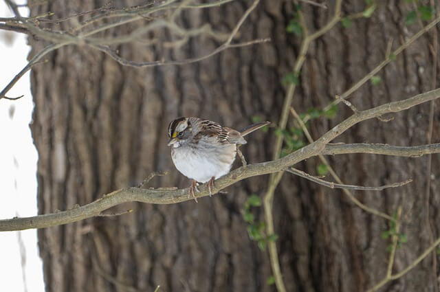A White-throated Sparrow perched in a tree.