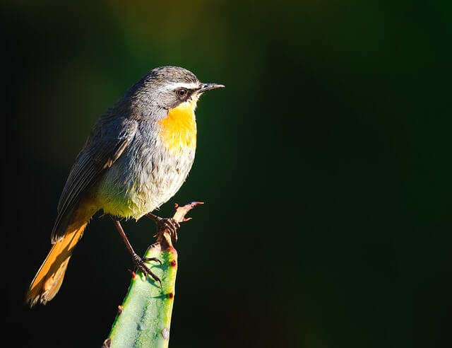 Yellow-breasted Chat