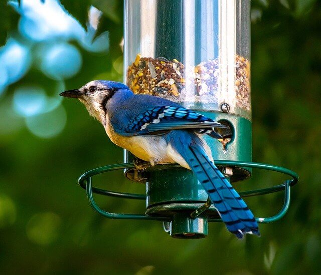 Blue Jay at Bird Feeder