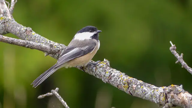 Black-capped Chickadee perched