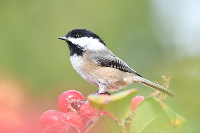 black-capped chickadee