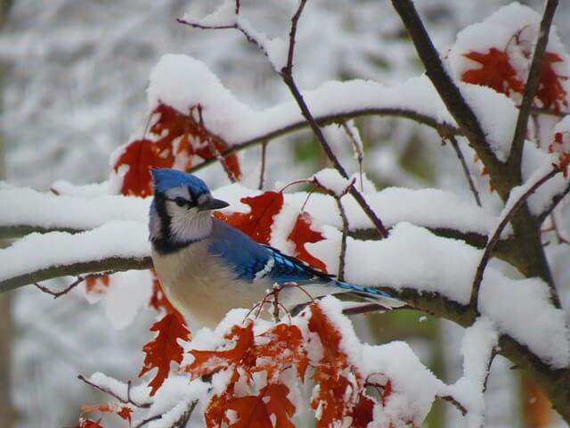 Blue Jay in the snow