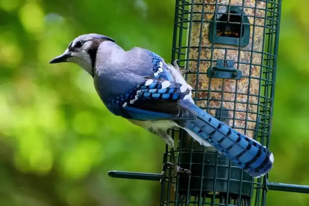 Nature's Ways: The Blue Jay — Our Largest, Regular Bird Feeder Guest