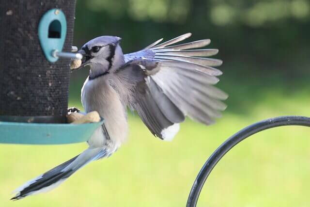 A Blue Jay at a feeder.