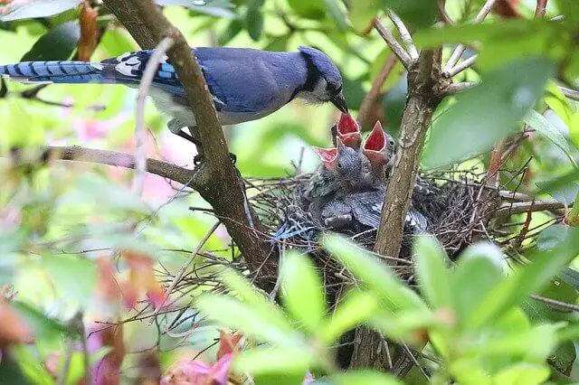 Blue Jay feeding young