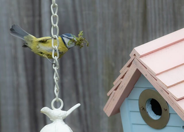 nest box