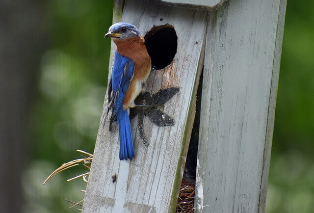 Eastern Bluebird Nest