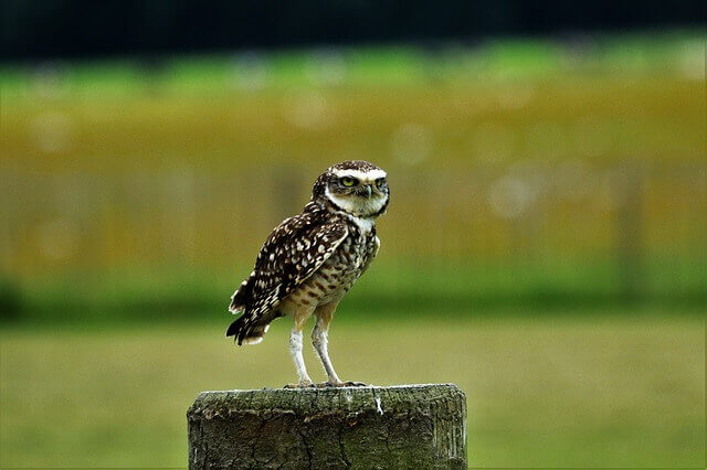 Burrowing Owl