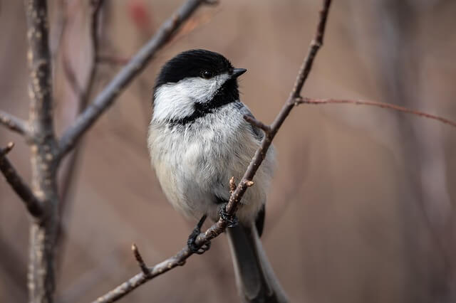 Carolina Chickadee