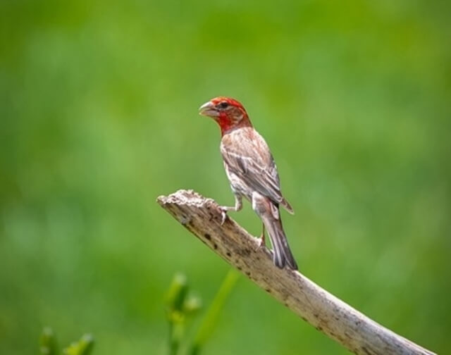 A Cassin's Finch perched on an old tree.