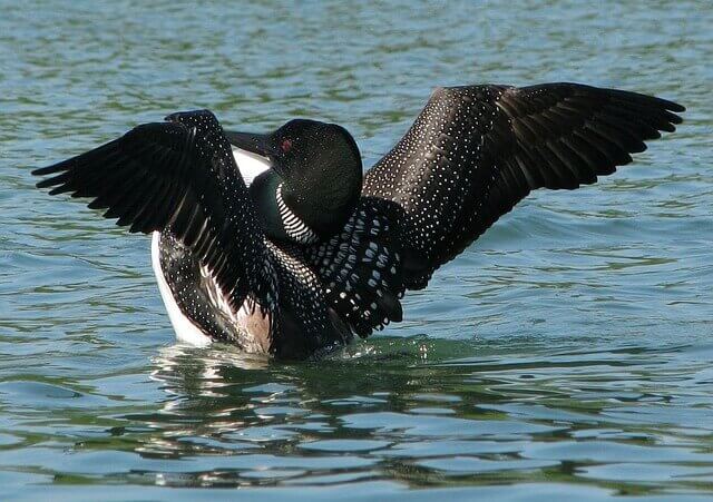 common loon