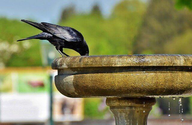 Crow in birdbath