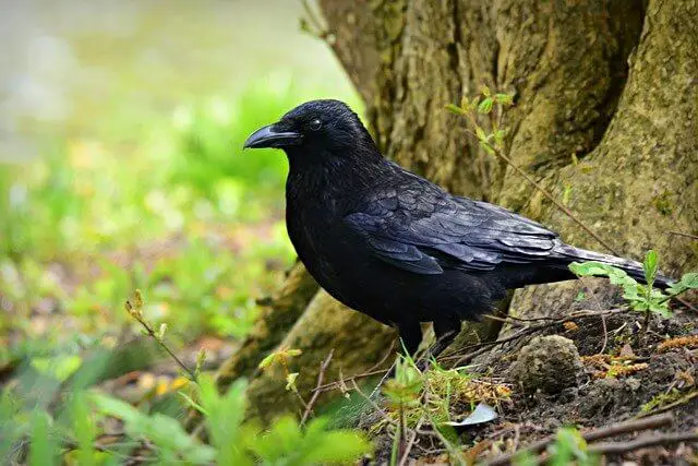 Crow foraging