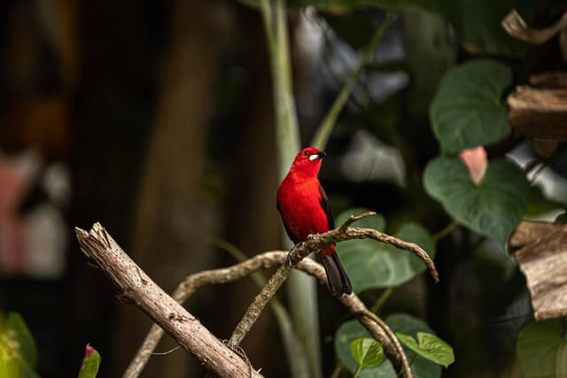 Flame-colored Tanager