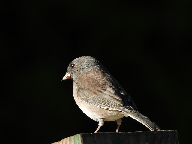 A Dark-eyed Junco perched on a fence post.