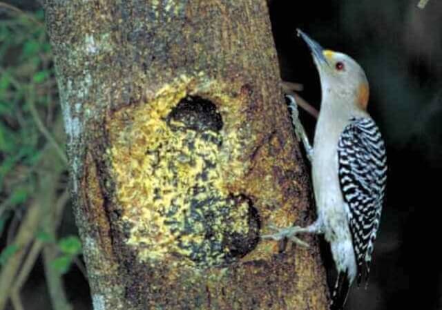 Golden-fronted Woodpecker