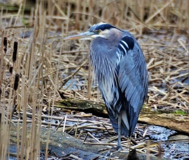 great blue heron