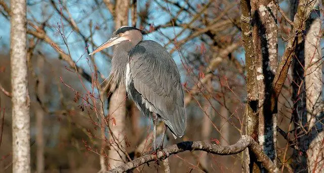 Great Blue Heron perched