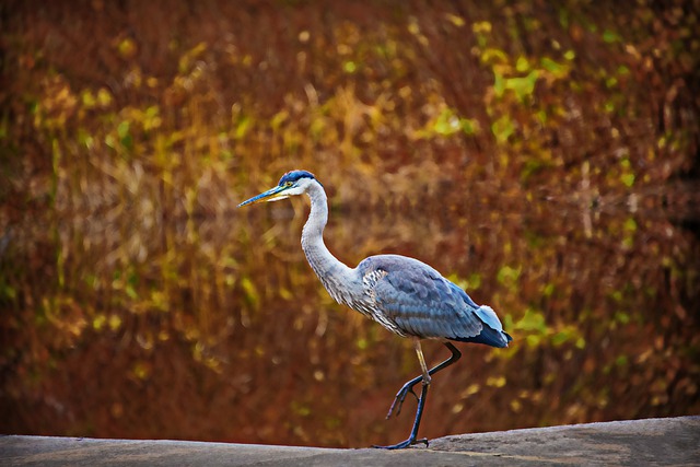 great blue heron