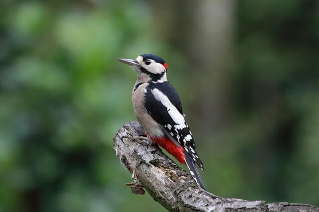 Great-spotted Woodpecker