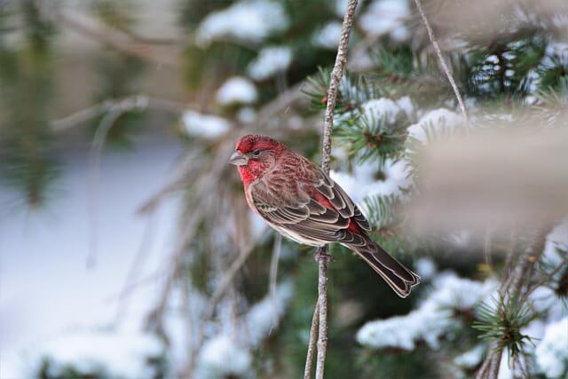 A House Finch perched on a tree branch.
