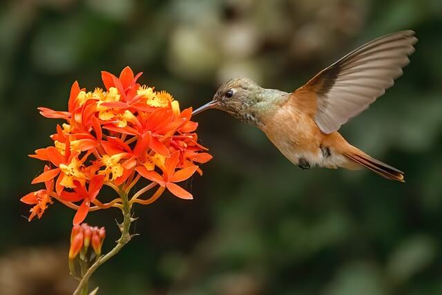 Hummingbird sucking nectar