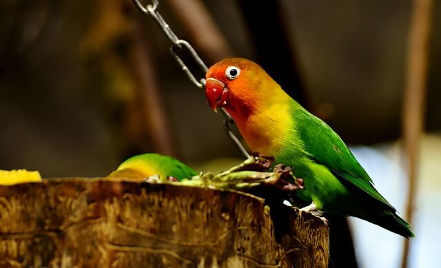 lovebird eating