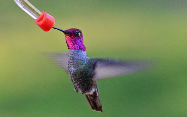 Male Annas hummingbird