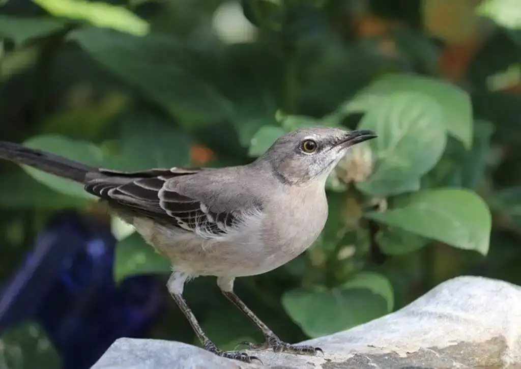 Northern Mockingbird