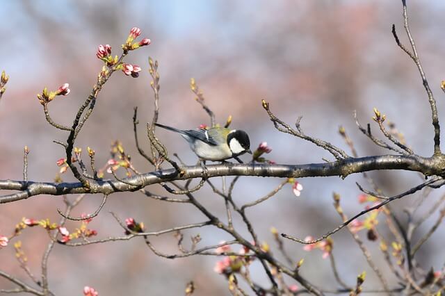 black-capped chickadee feeding on cherry blossoms