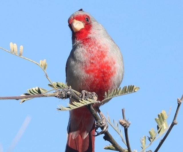 Pyrrhuloxia