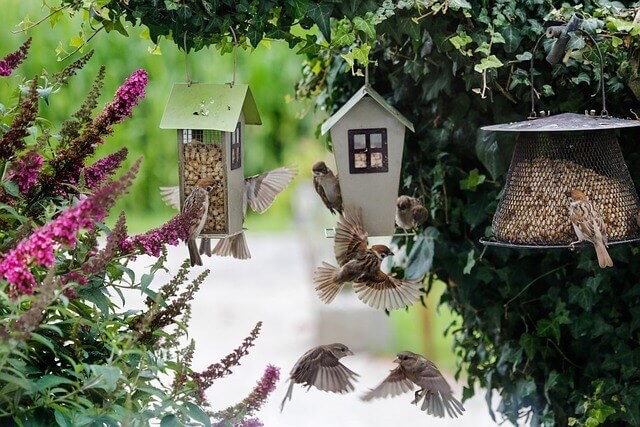 sparrows feeding