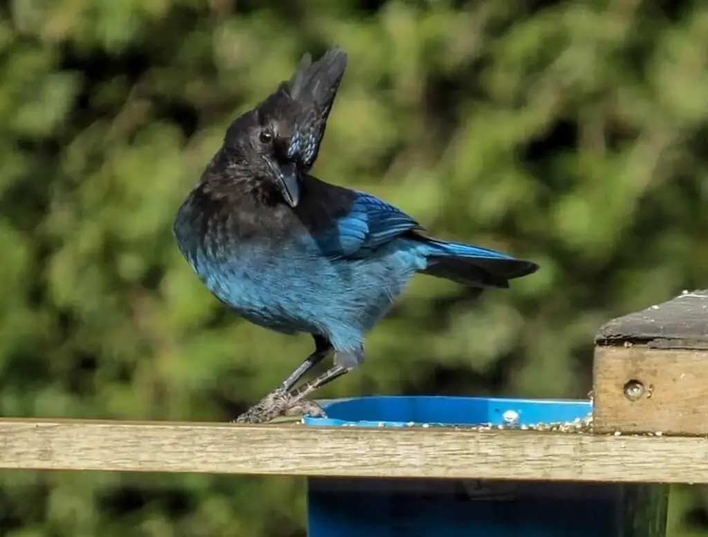 stellers jay