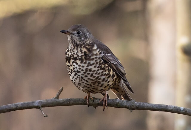 A Song Thrush perched on a tree branch.
