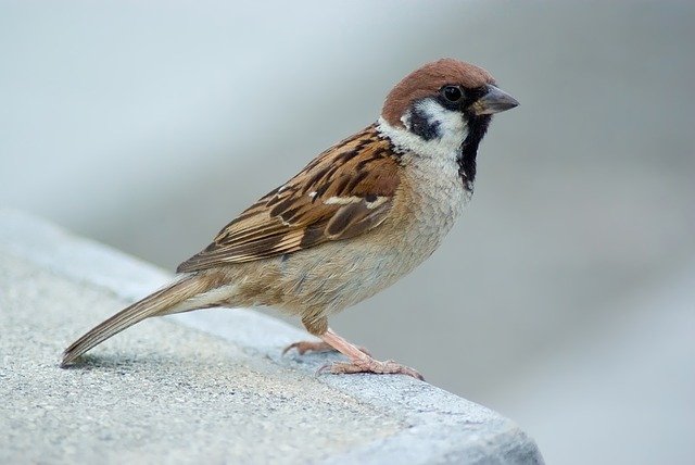 An American Tree Sparrow on a ledge.