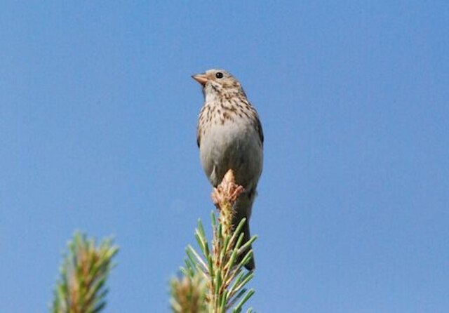 A Vesper Sparrow perched on the tip of a tree.