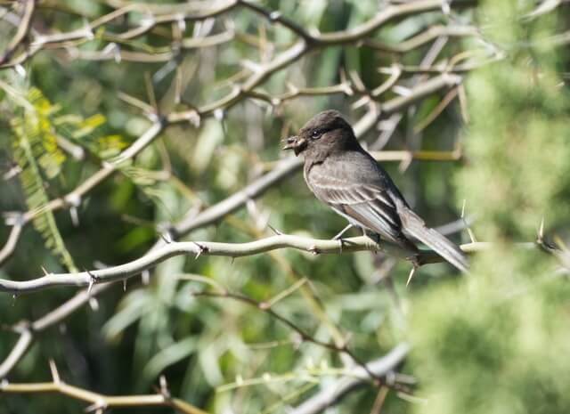 Ash-throated Flycatcher​​​​​​​