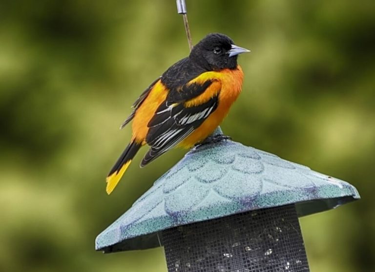 15 Birds That Look Like Orioles How to Identify Them?
