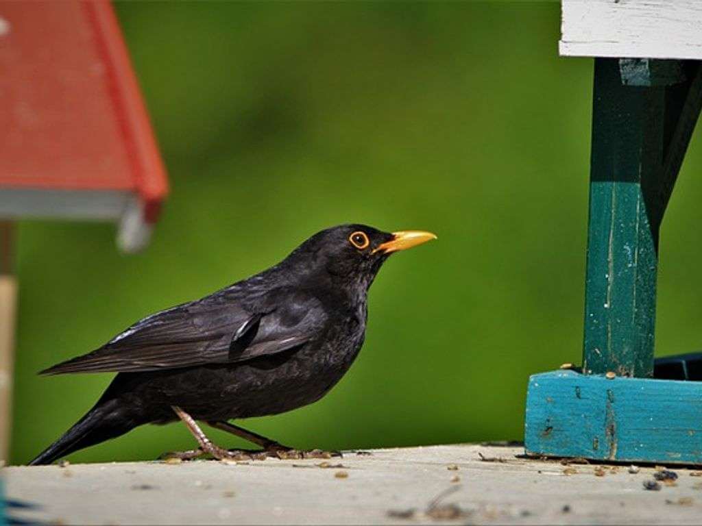 A blackbird with a yellow beak approaching a bird feeder.