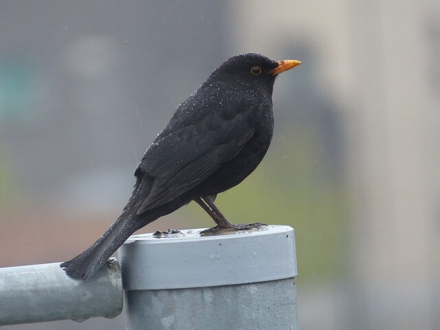 Common Blackbird